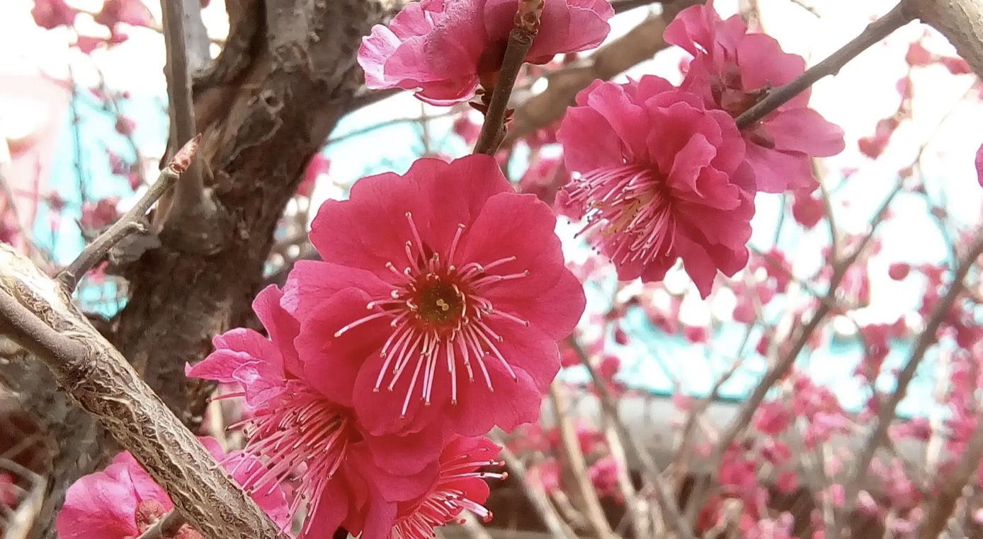 赞美梅花的古诗词句50首，唯美了整个冬天