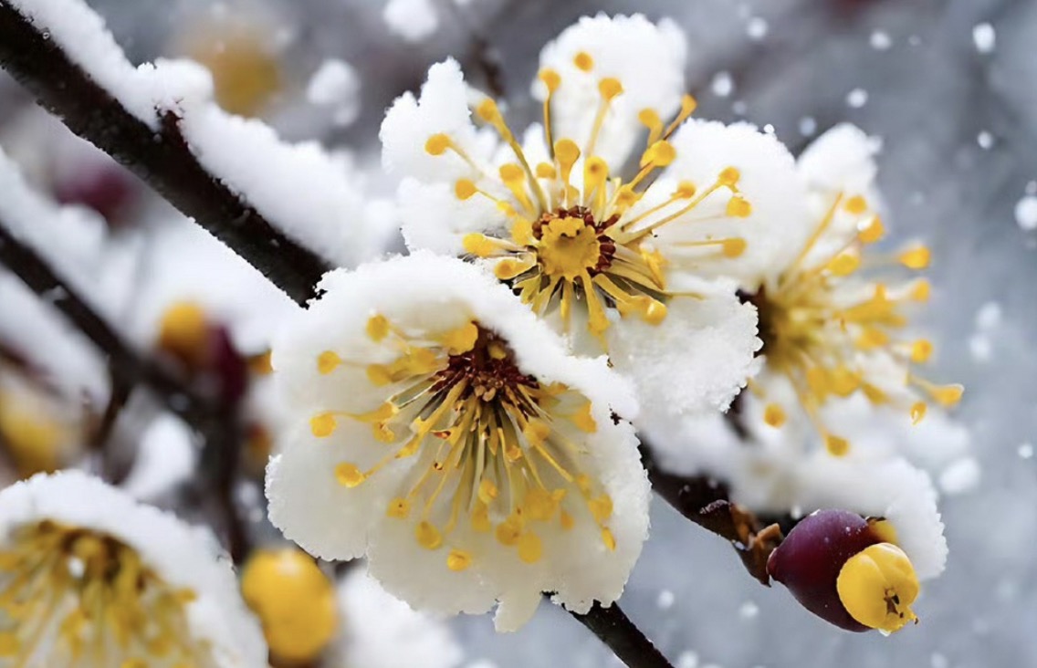 赞美梅花的古诗词句50首，唯美了整个冬天