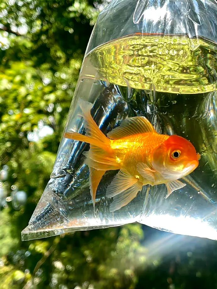 夏天文案短句干净18句，愿你在夏日遇见所有美好