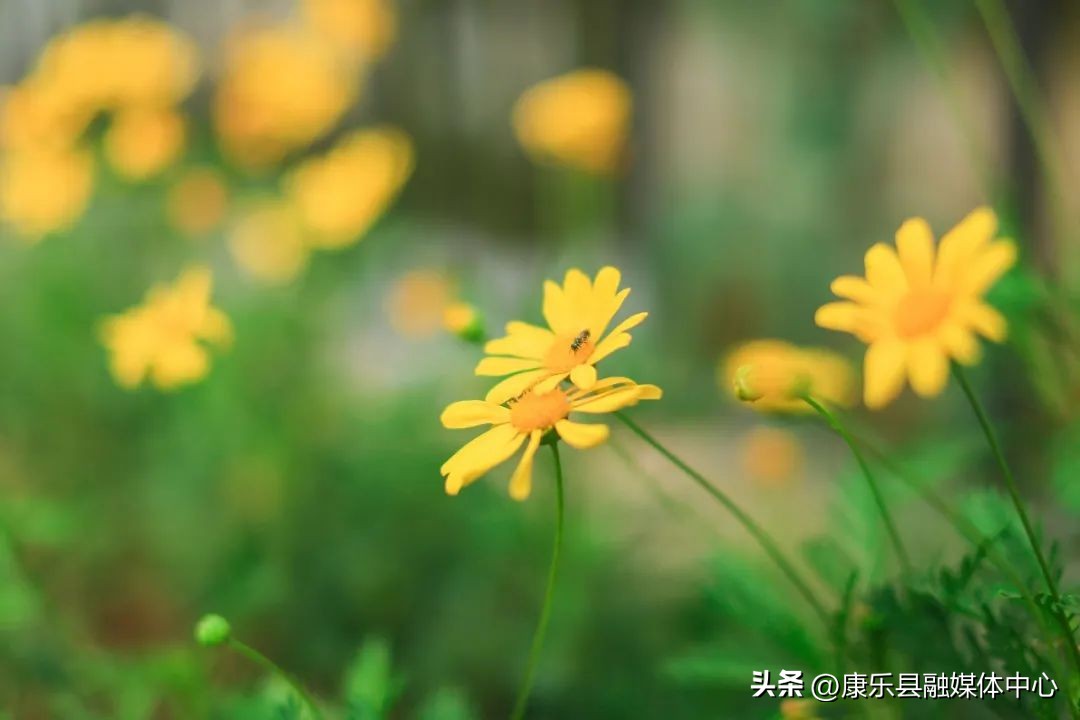 菊花古诗10首，唯美了整个秋天