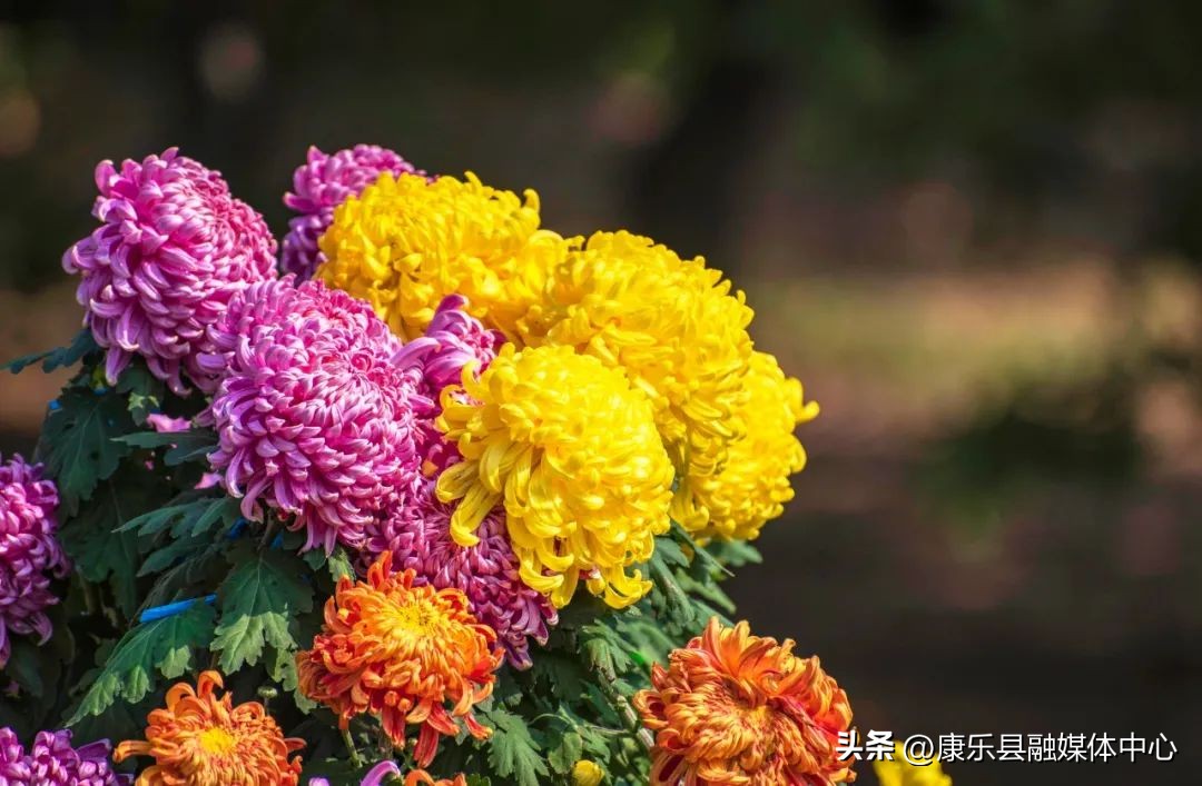 菊花古诗10首，唯美了整个秋天