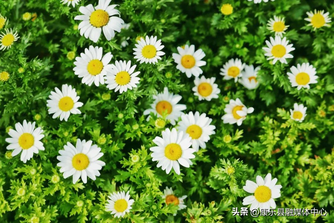 菊花古诗10首，唯美了整个秋天