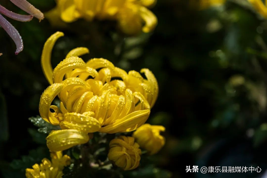 菊花古诗10首，唯美了整个秋天