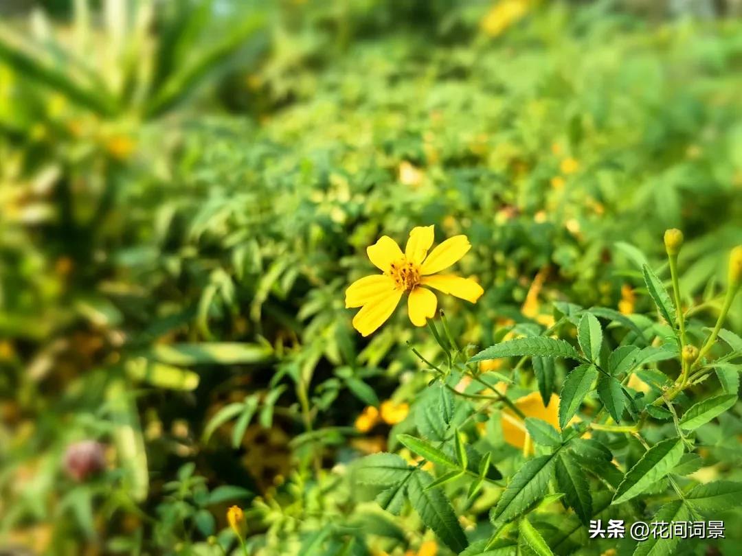 关于夏至的古诗10首，领略千年夏日诗意