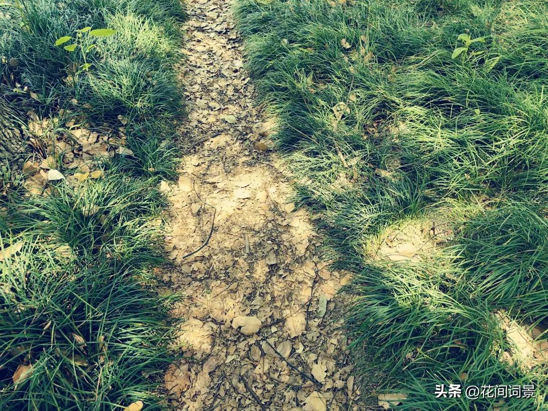 关于夏至的古诗10首，领略千年夏日诗意