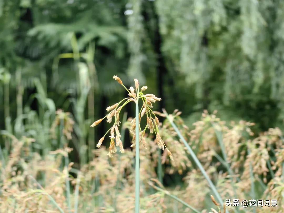 关于夏至的古诗10首，领略千年夏日诗意