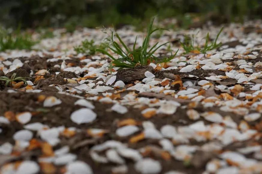 古风唯美短句100句，带你体验古装的梦幻与浪漫!