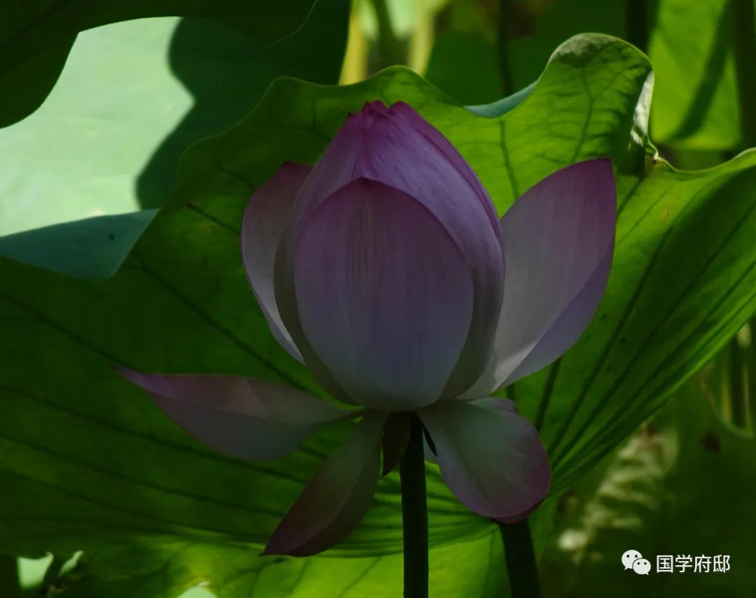 古风唯美短句100句，带你体验古装的梦幻与浪漫!