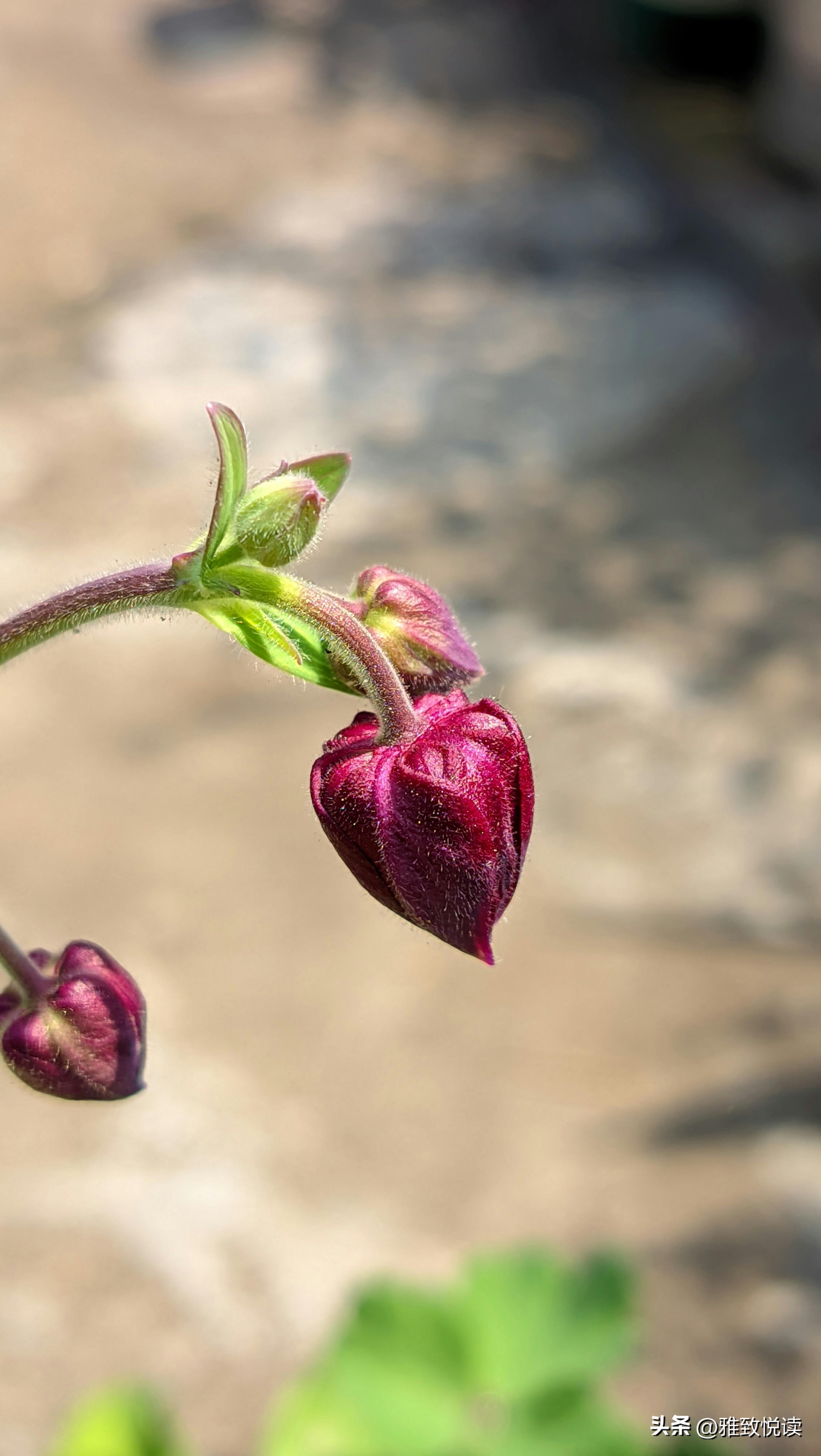 简短的爱情句子9句，遇一人相爱，守一生缱绻