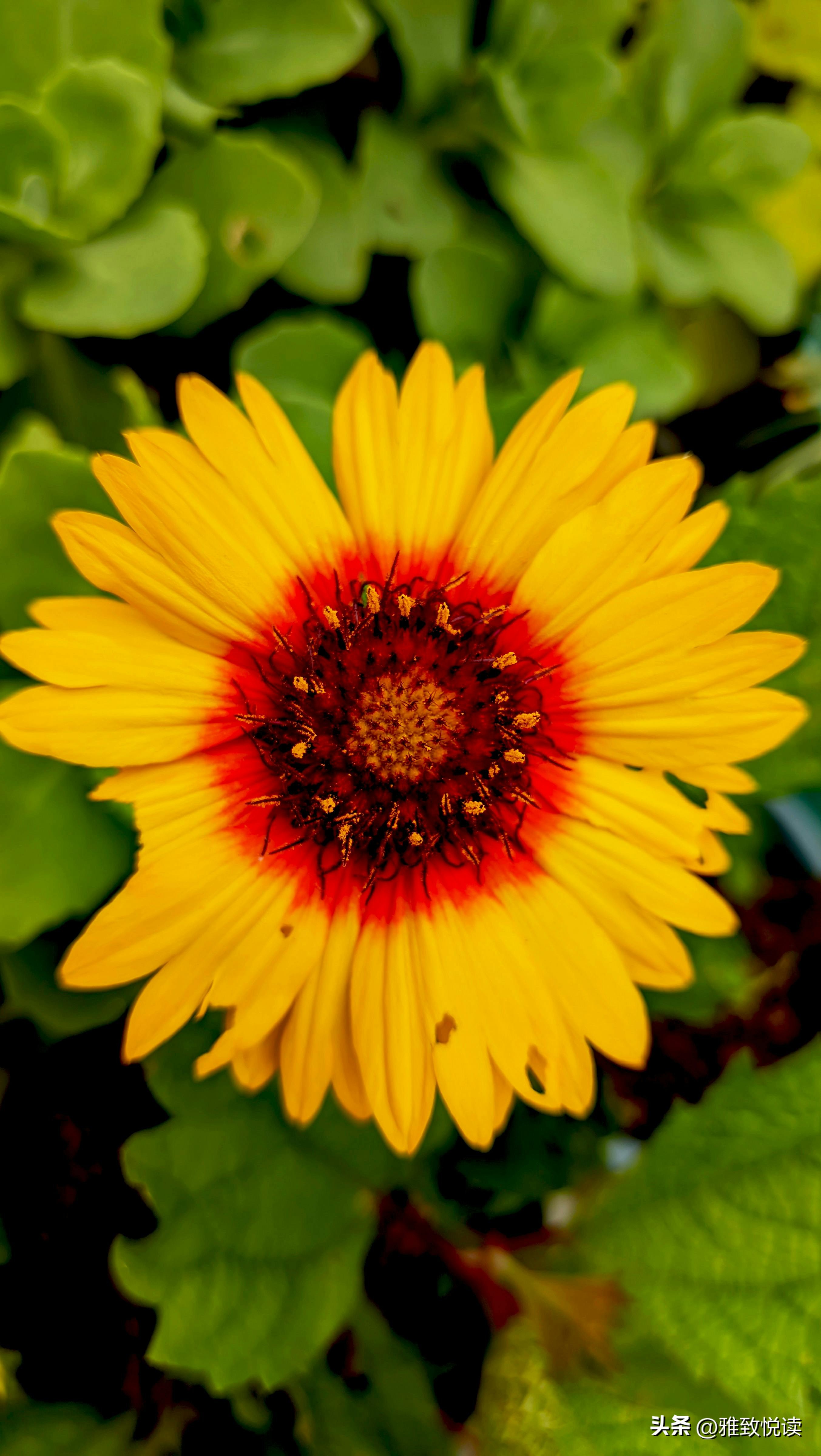 简短的爱情句子9句，遇一人相爱，守一生缱绻