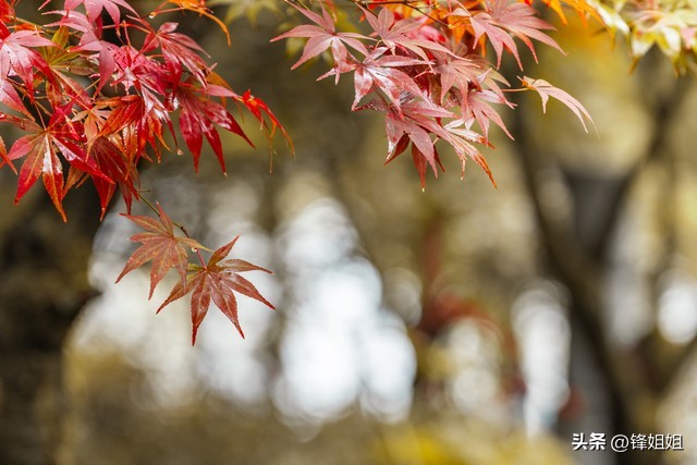 秋分诗词10句，秋思自此浓，秋色自此分