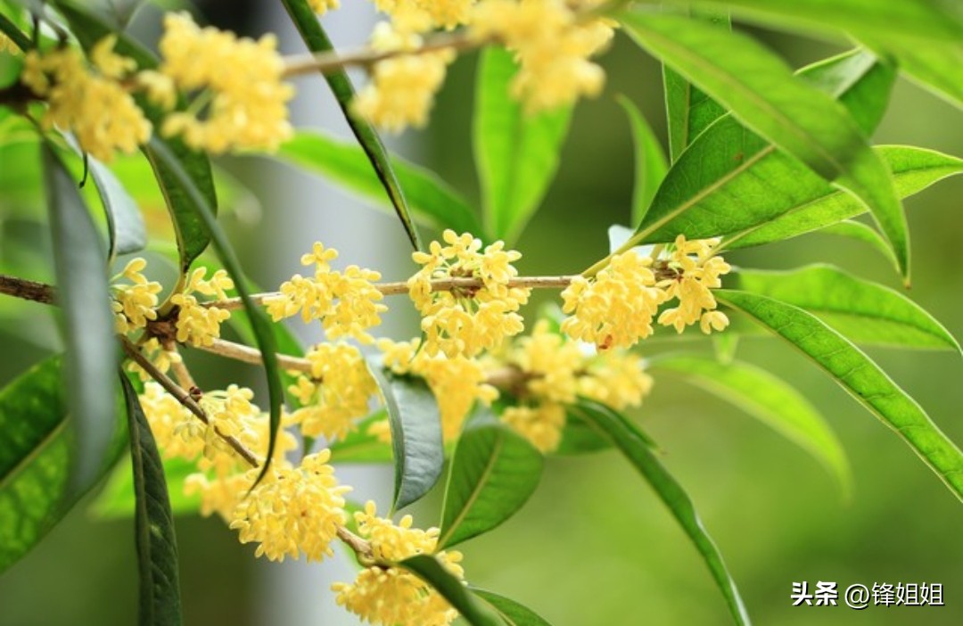 秋分诗词10句，秋思自此浓，秋色自此分