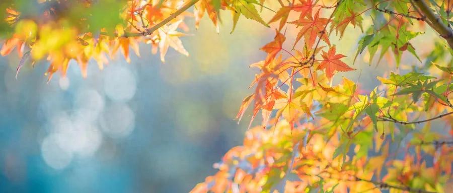 含有秋字的诗句95句，读后才知秋天有多美