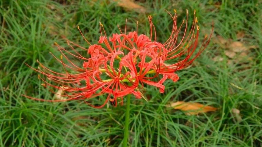 陪伴父母的唯美句子18句，记录我和父母的美好时光!