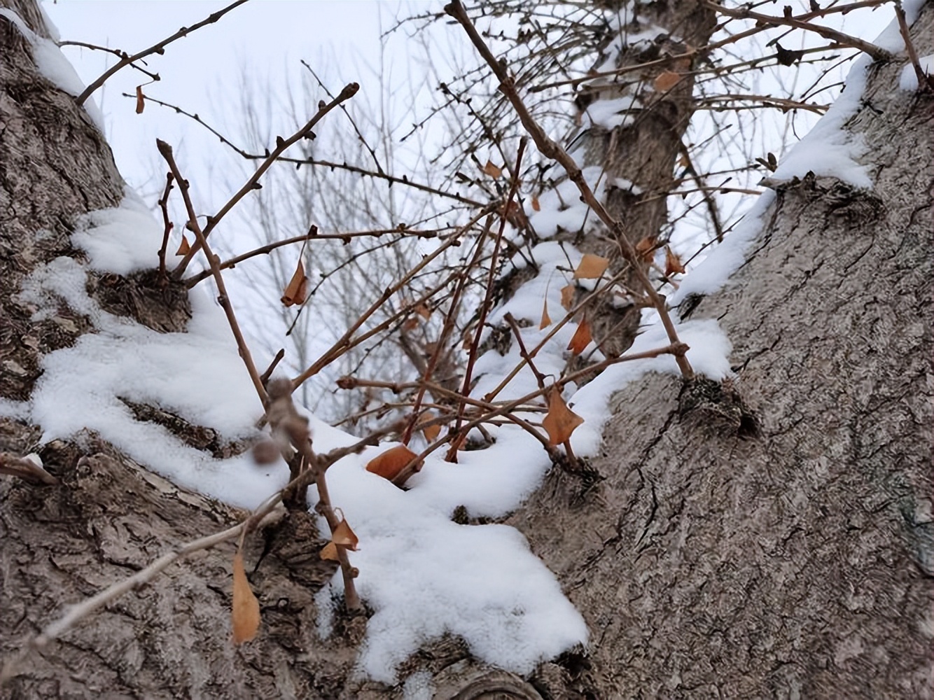 描写雪的佳句14句，感受冬日银装素裹的韵味