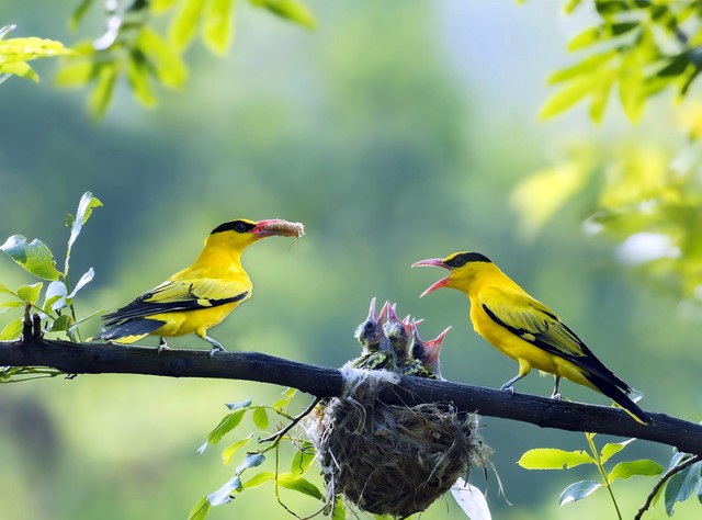 传统节日的诗句30首，领略古典文化之美