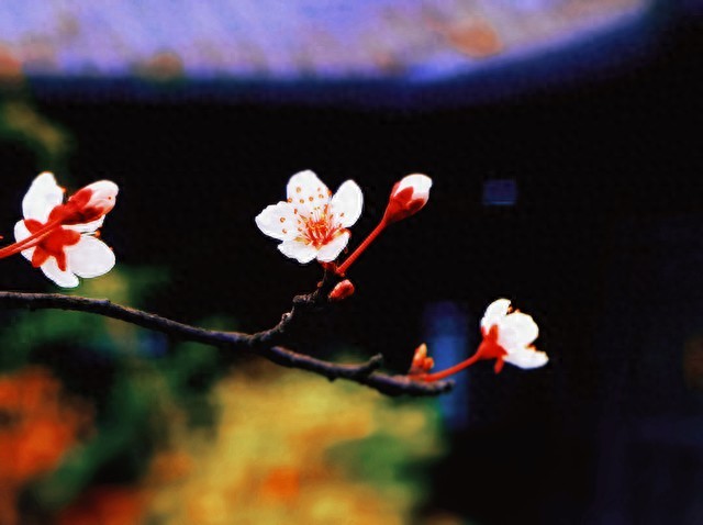 传统节日的诗句30首，领略古典文化之美