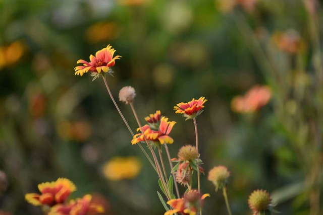 传统节日的诗句30首，领略古典文化之美