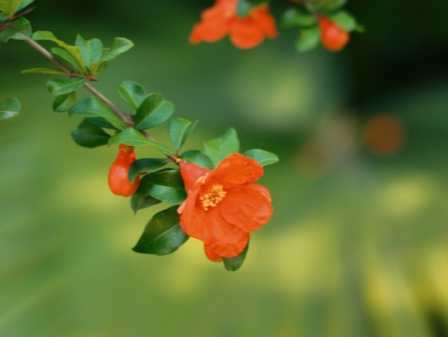 传统节日的诗句30首，领略古典文化之美