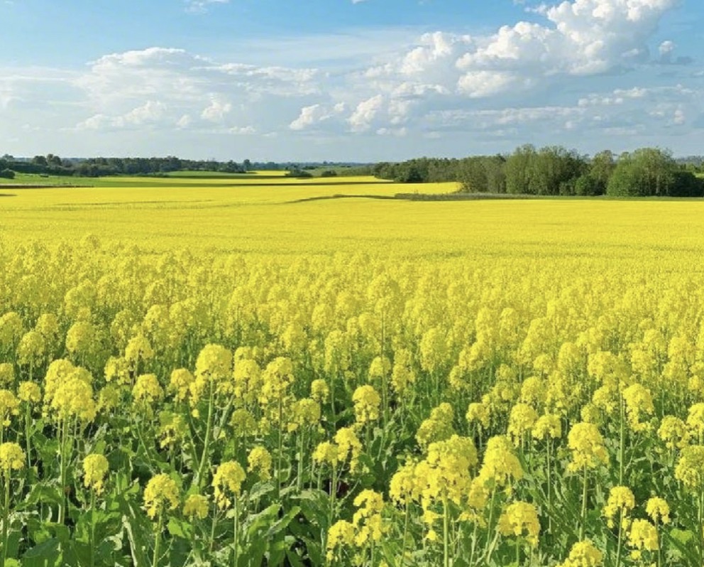 描写田园生活的古诗31首，一烟一雨尽温柔!