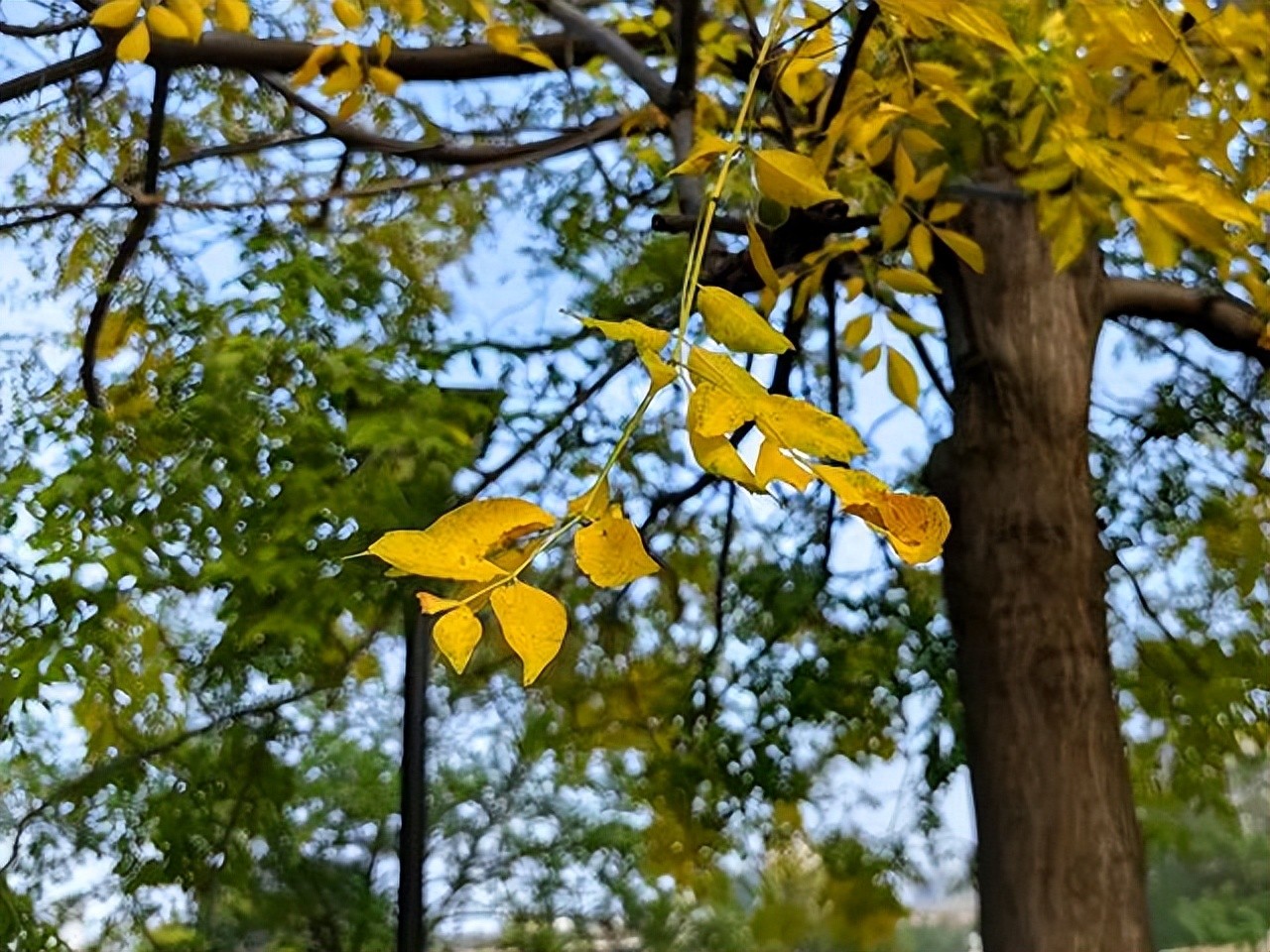 赞美黄叶的经典诗句10首，令人心醉神迷！