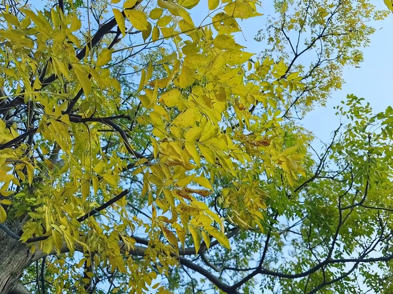 赞美黄叶的经典诗句10首，令人心醉神迷！