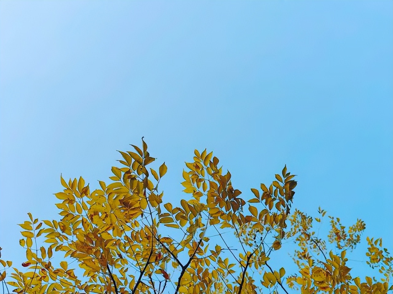 赞美黄叶的经典诗句10首，令人心醉神迷！