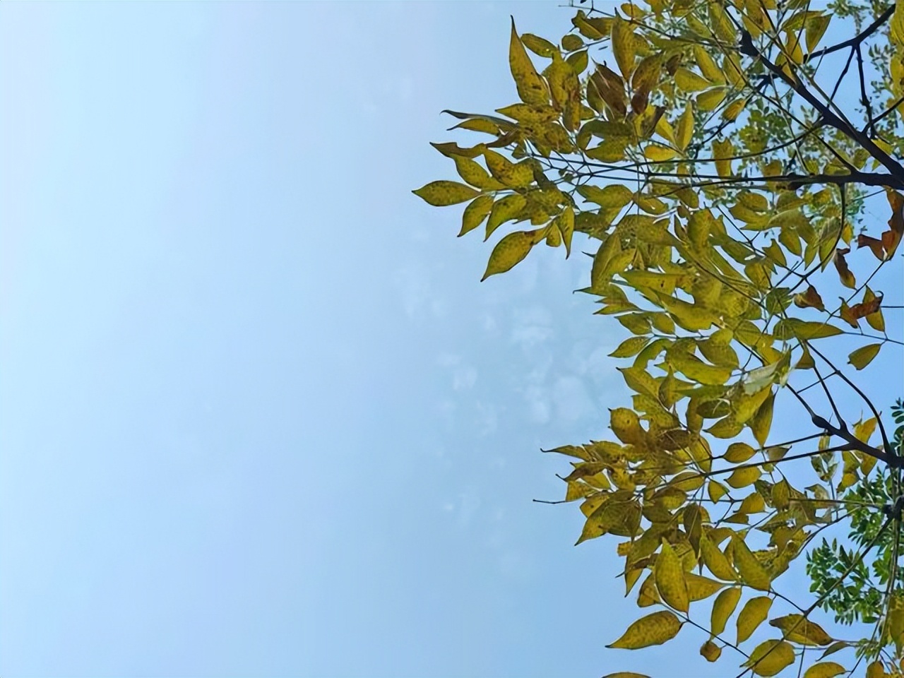 赞美黄叶的经典诗句10首，令人心醉神迷！