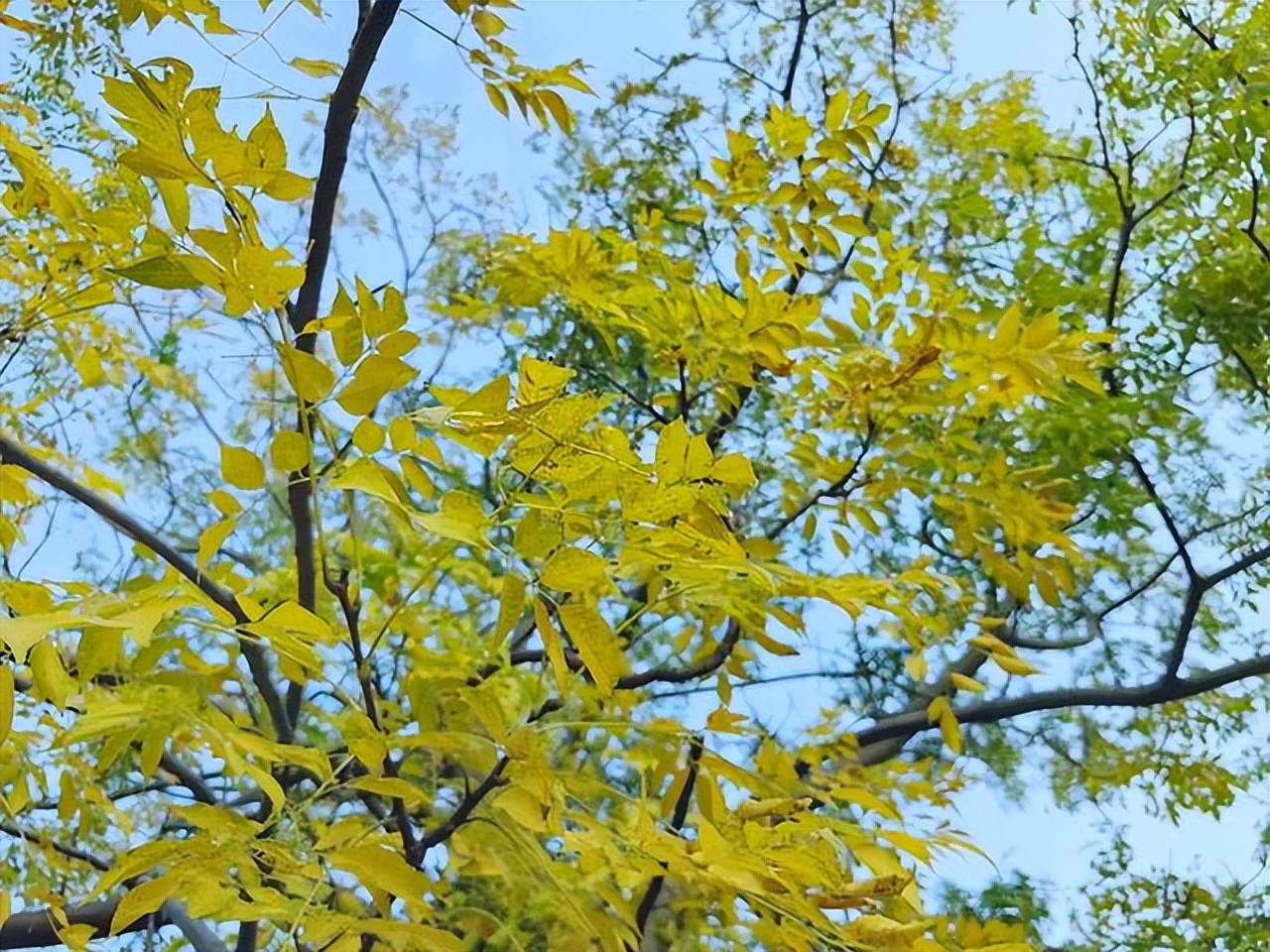 赞美黄叶的经典诗句10首，令人心醉神迷！