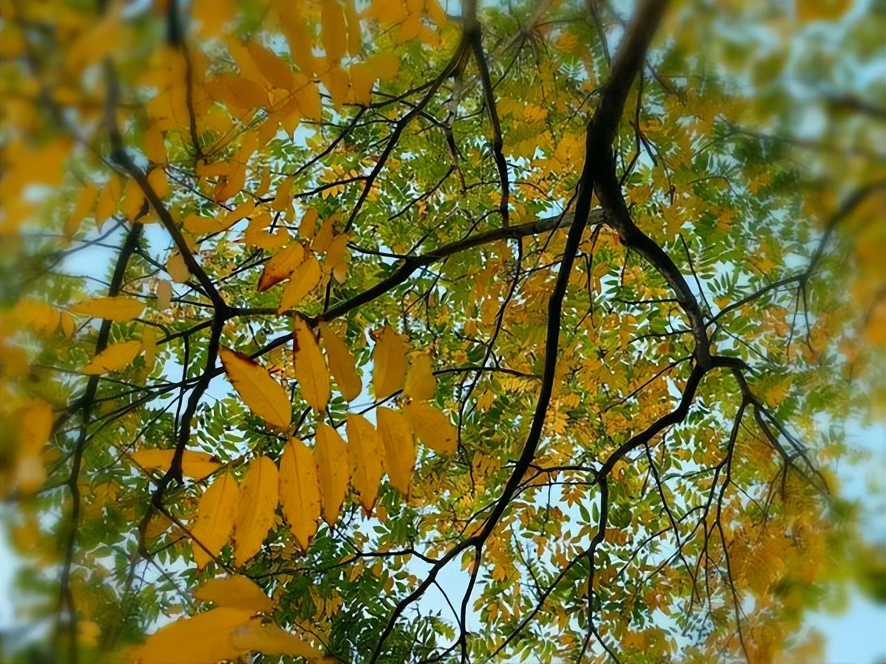 赞美黄叶的经典诗句10首，令人心醉神迷！