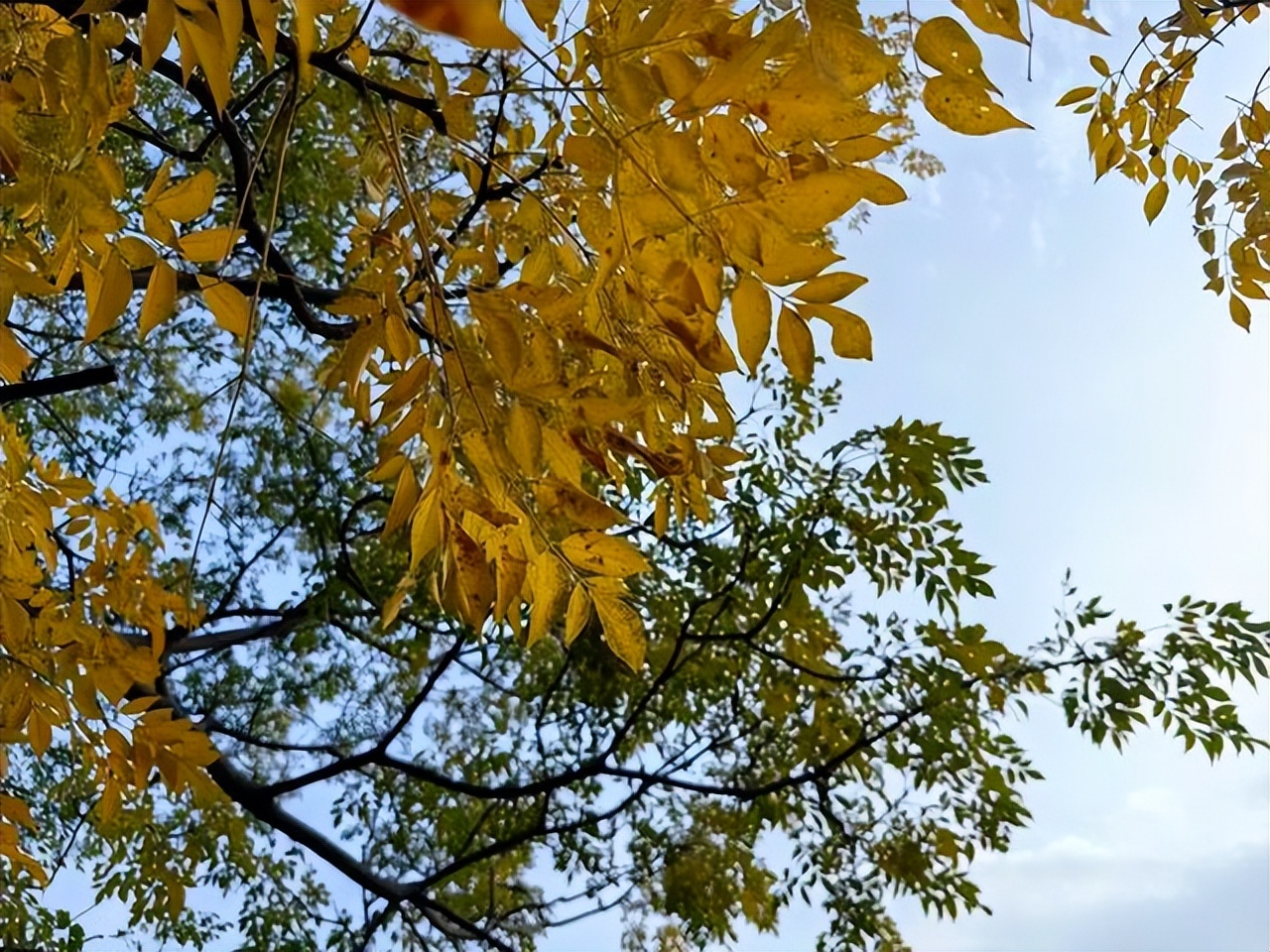 赞美黄叶的经典诗句10首，令人心醉神迷！