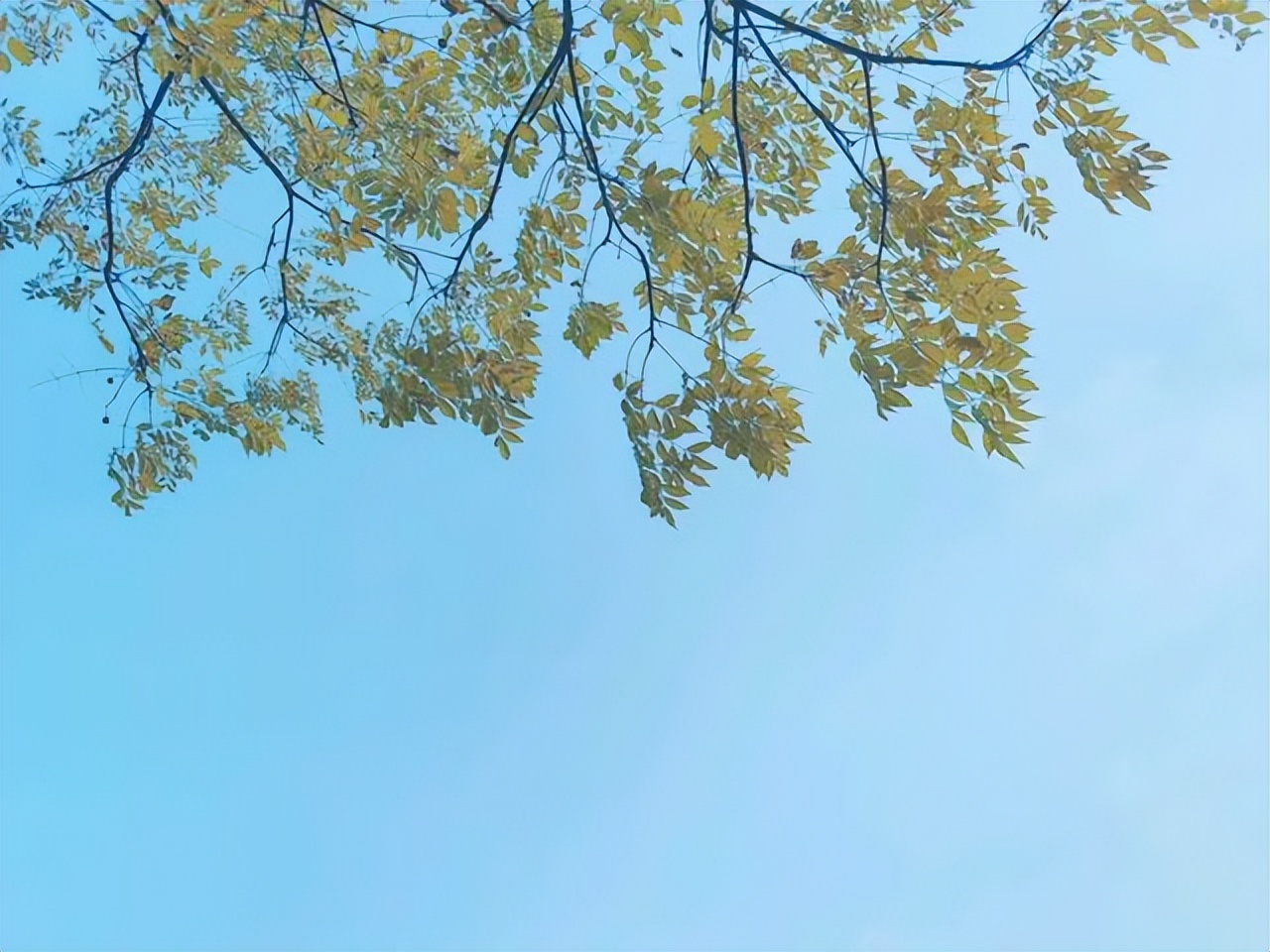 赞美黄叶的经典诗句10首，令人心醉神迷！