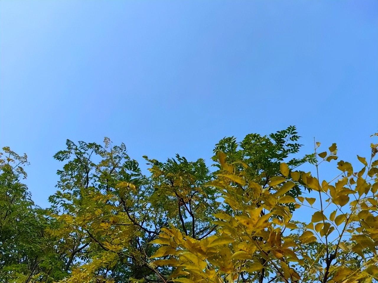 赞美黄叶的经典诗句10首，令人心醉神迷！