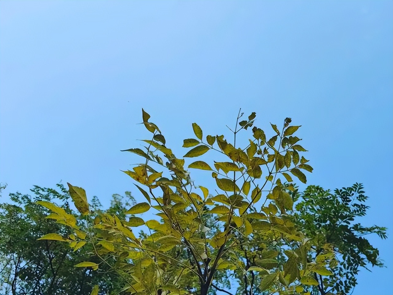 赞美黄叶的经典诗句10首，令人心醉神迷！