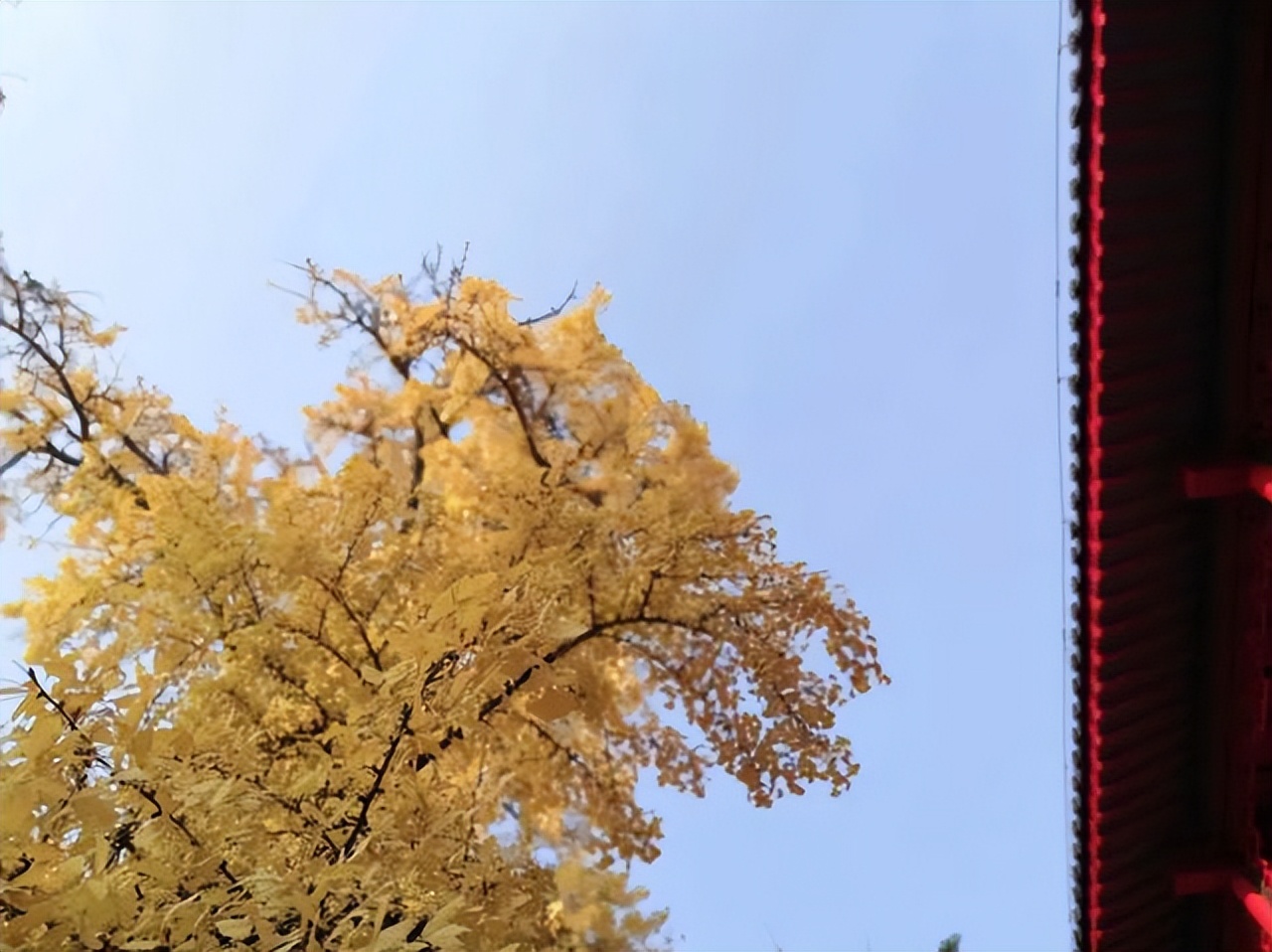 赞美黄叶的经典诗句10首，令人心醉神迷！