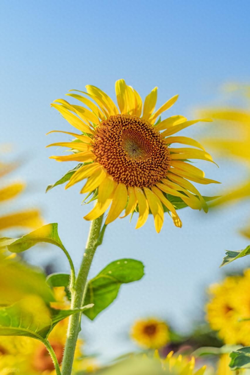 描写夏天的诗句15句，感受古人笔下的清凉与美好