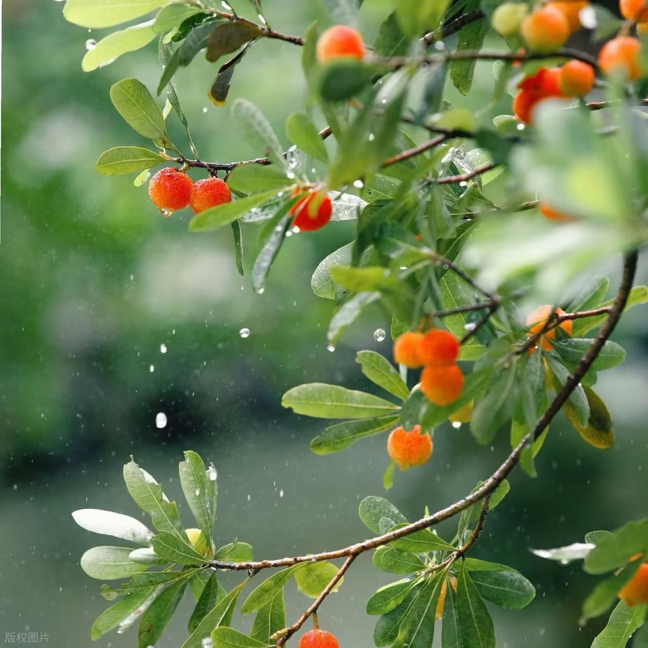 描写夏天的诗句15句，感受古人笔下的清凉与美好