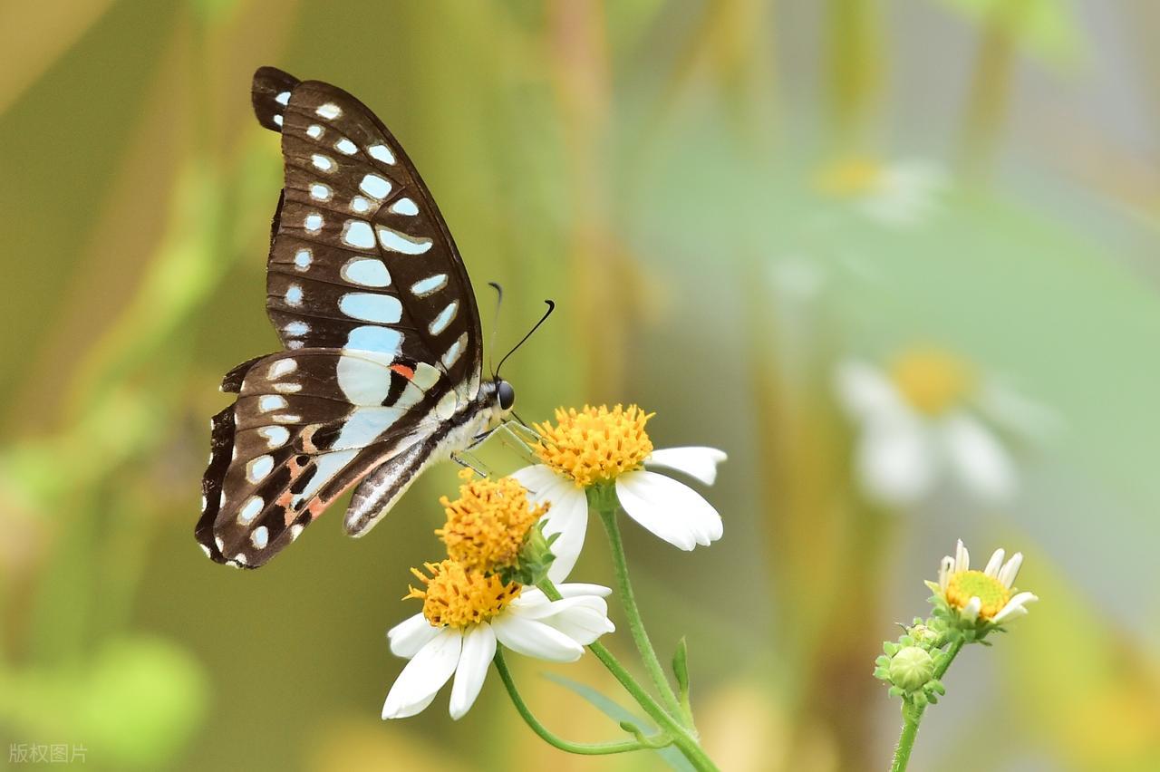 描写夏天的诗句15句，感受古人笔下的清凉与美好