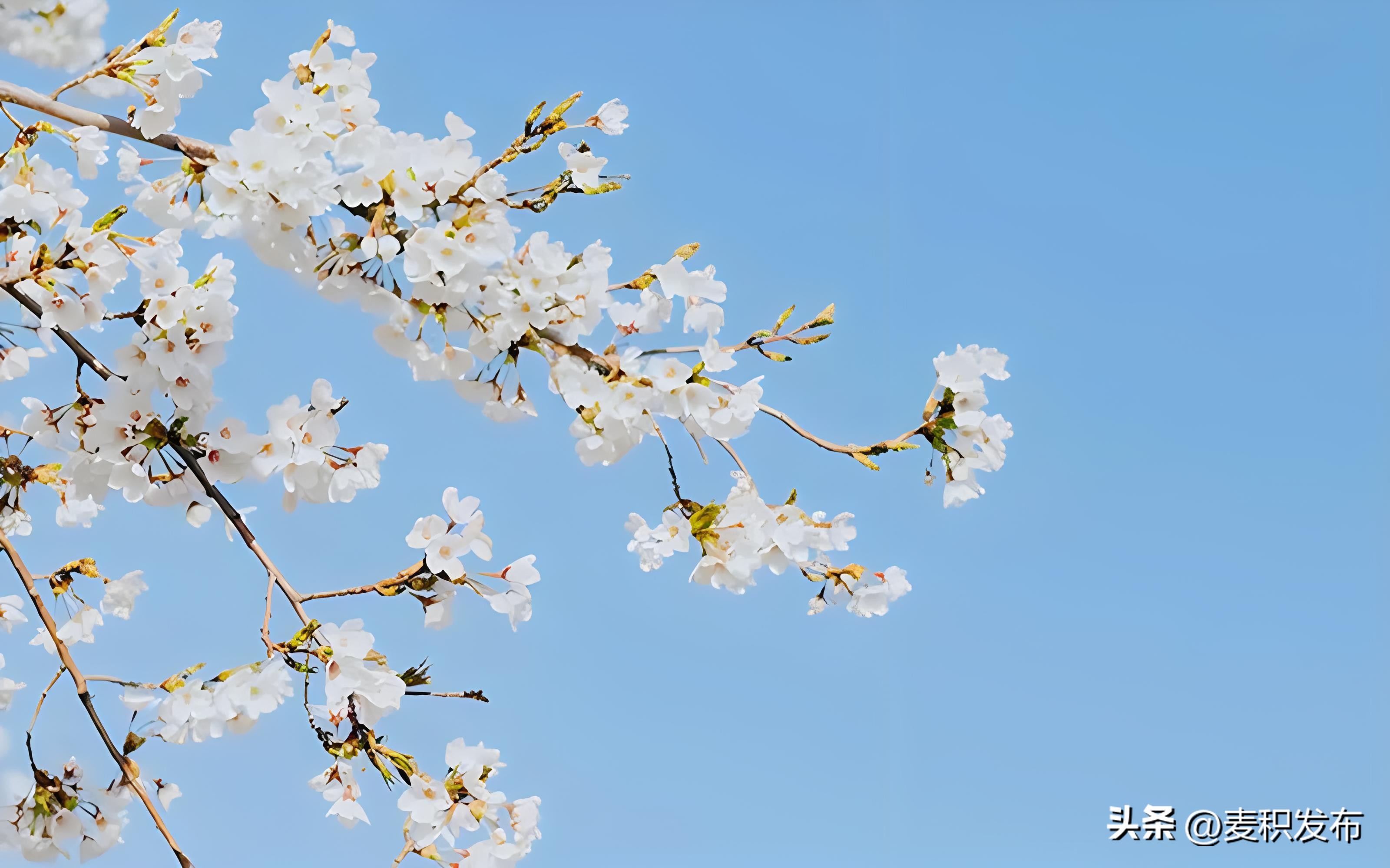 赞美春天的诗句7首，春季美景，诗意盎然