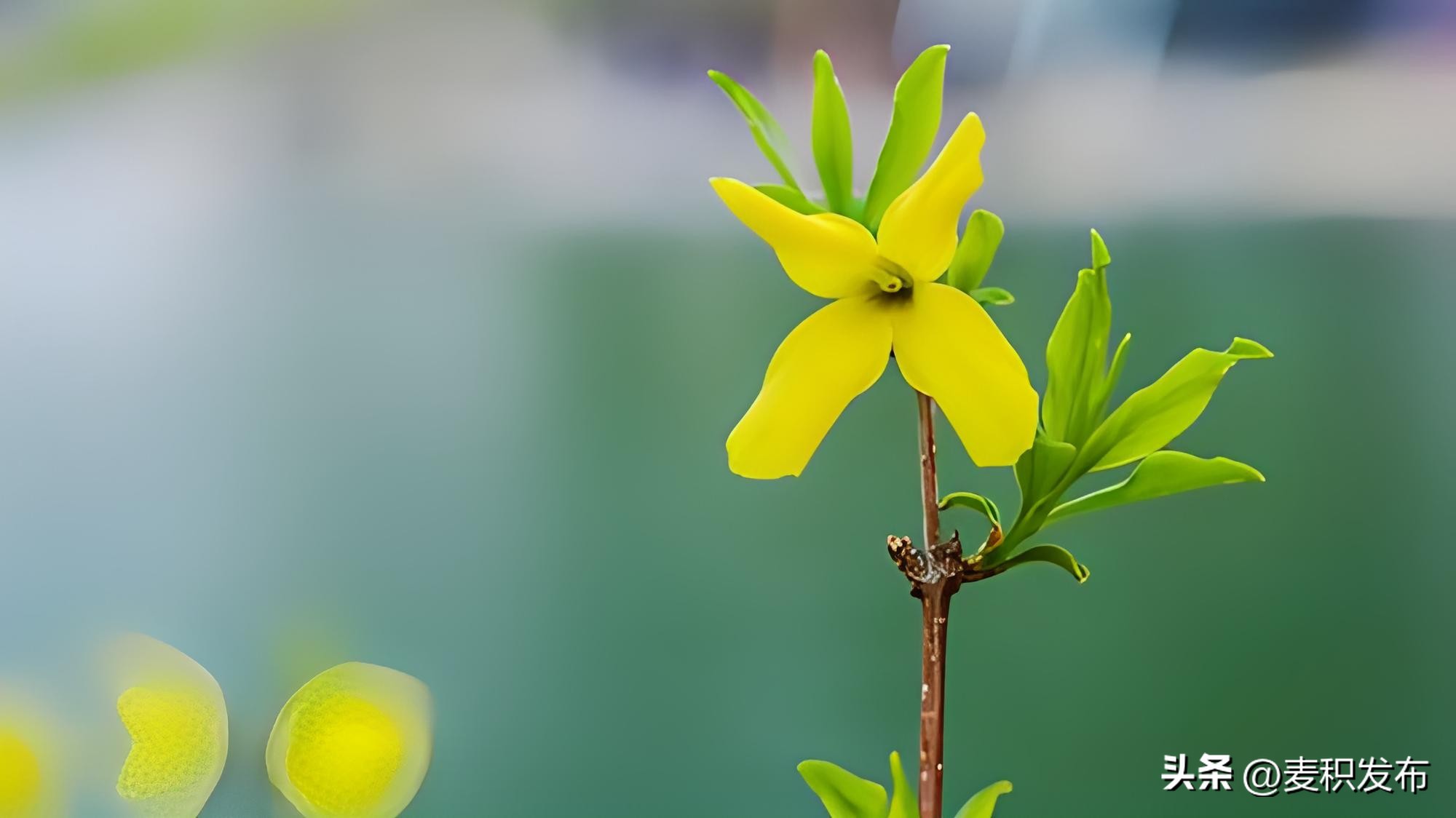 赞美春天的诗句7首，春季美景，诗意盎然