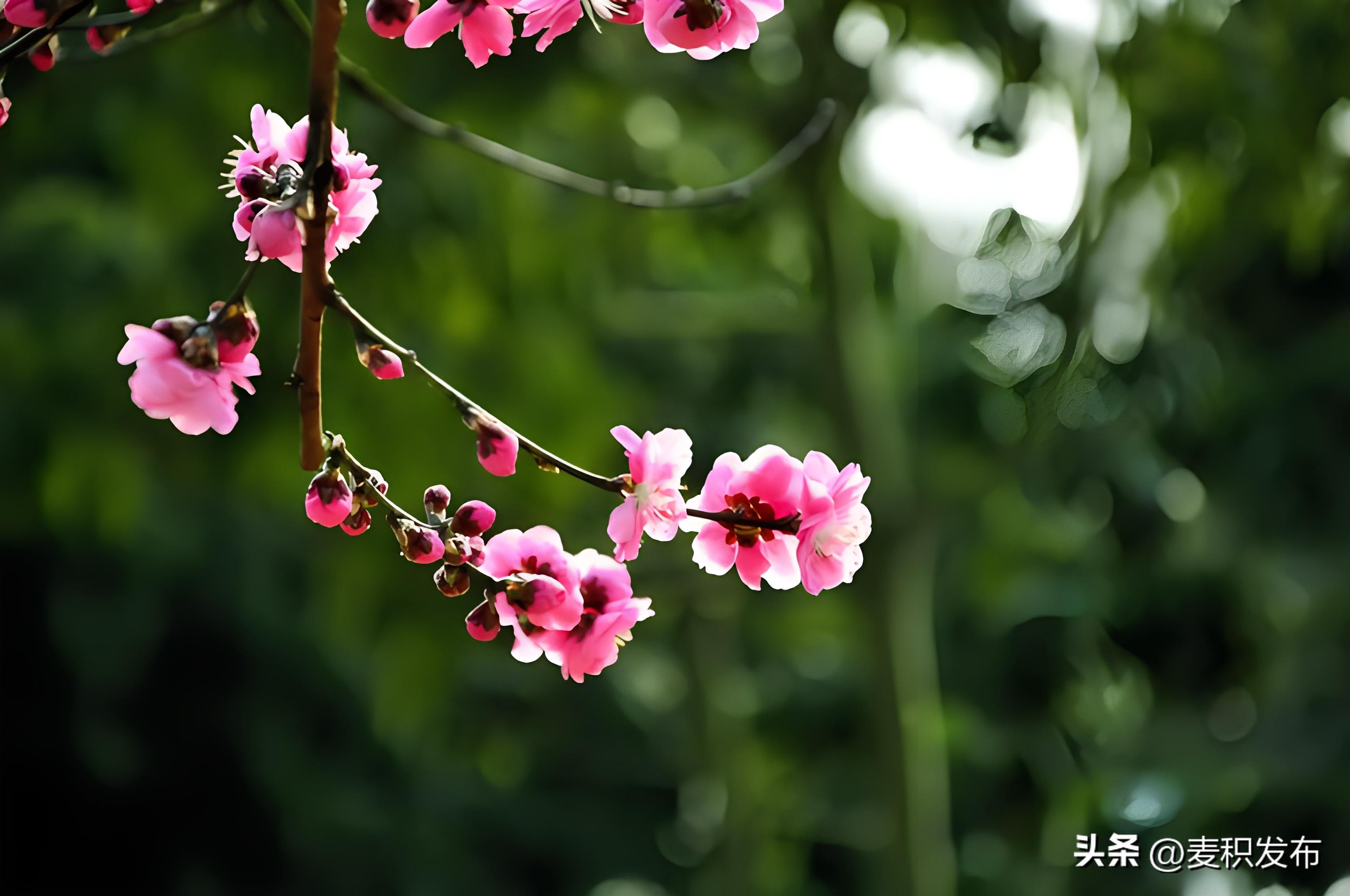 赞美春天的诗句7首，春季美景，诗意盎然