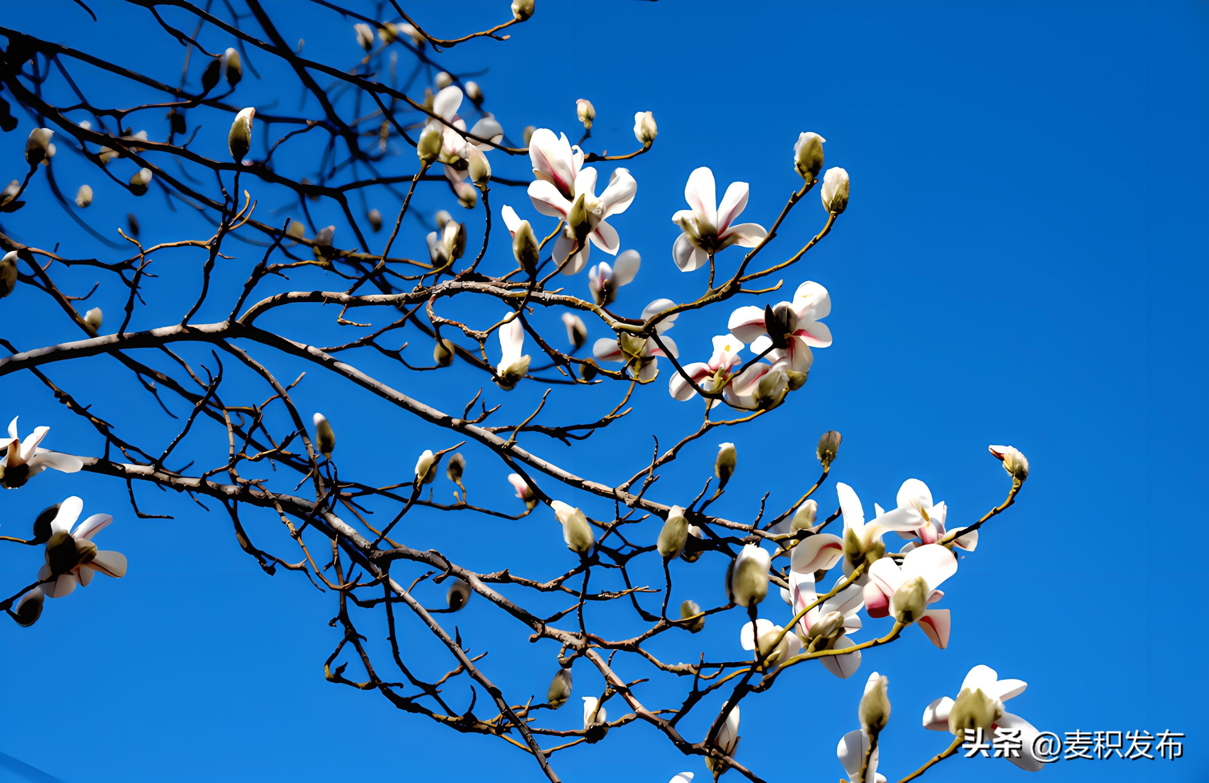 赞美春天的诗句7首，春季美景，诗意盎然