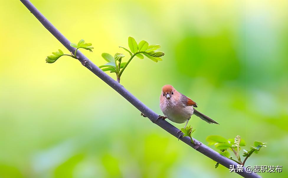 赞美春天的诗句7首，春季美景，诗意盎然