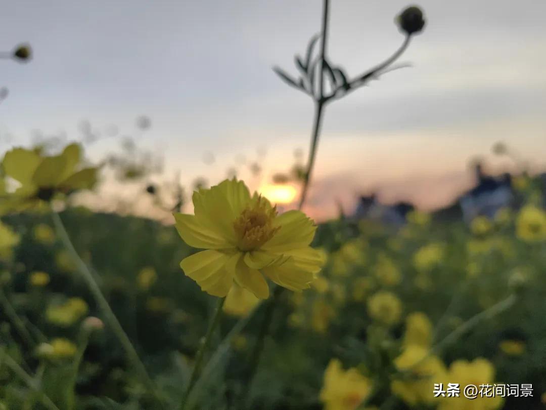 落日余晖的唯美诗句10首，落日倾城，赏心悦目