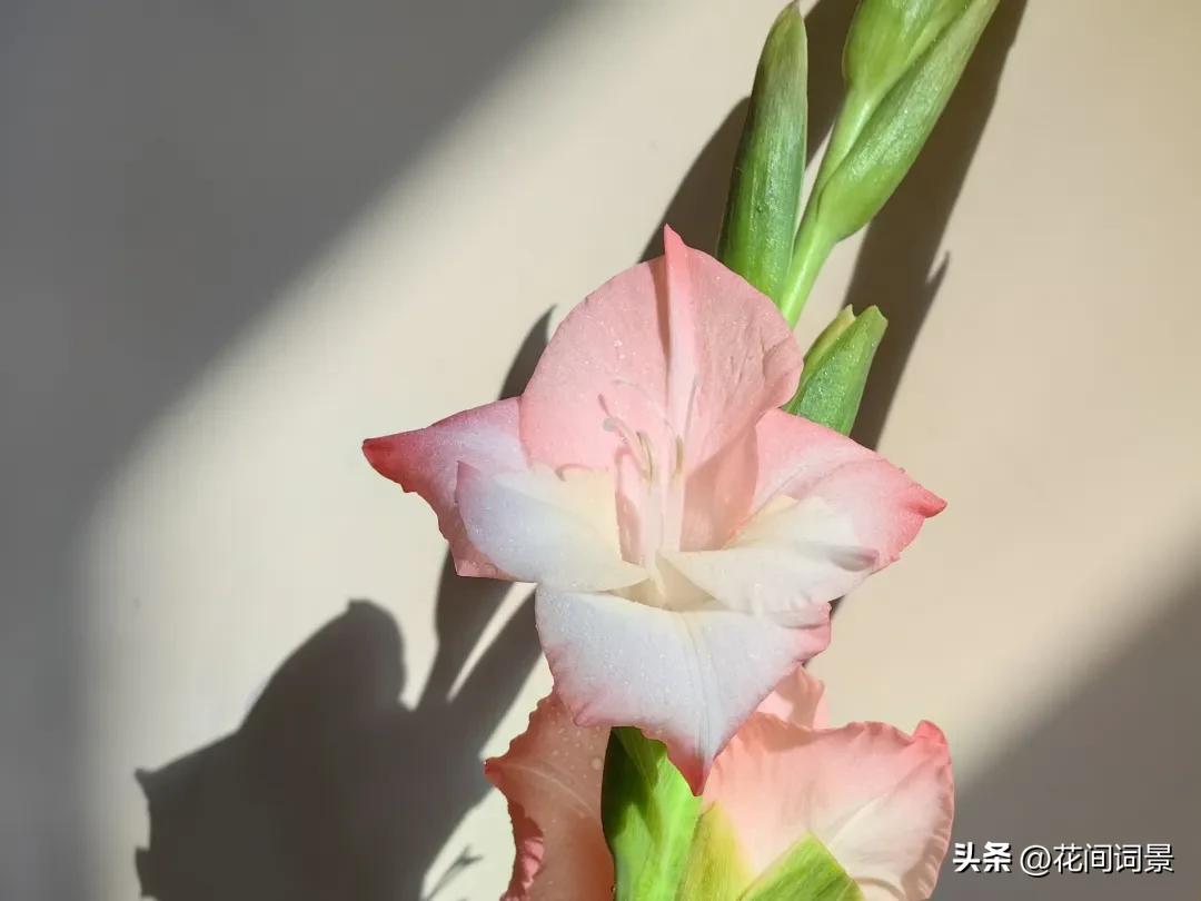 落日余晖的唯美诗句10首，落日倾城，赏心悦目