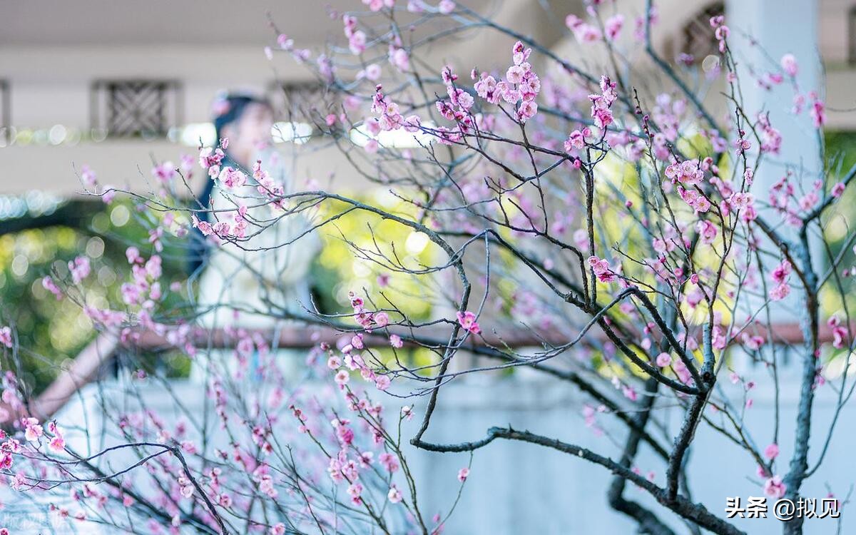 写梅花的诗句24句（原文及释义）