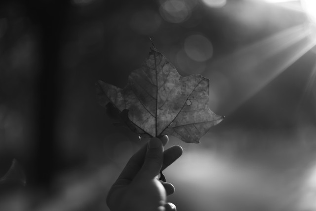 放下了也就释然了的句子10句，句句都是天花板级别!