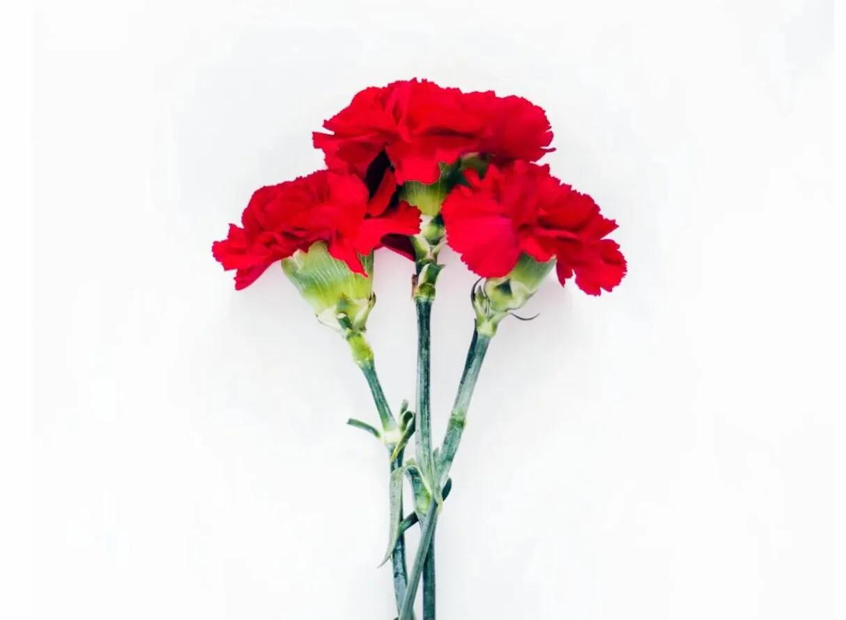 关于母爱的句子50句，致敬伟大母爱!