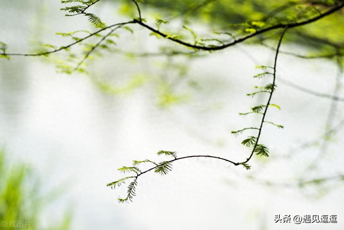 描写动物的诗句古诗25首，童趣又让人惊艳!
