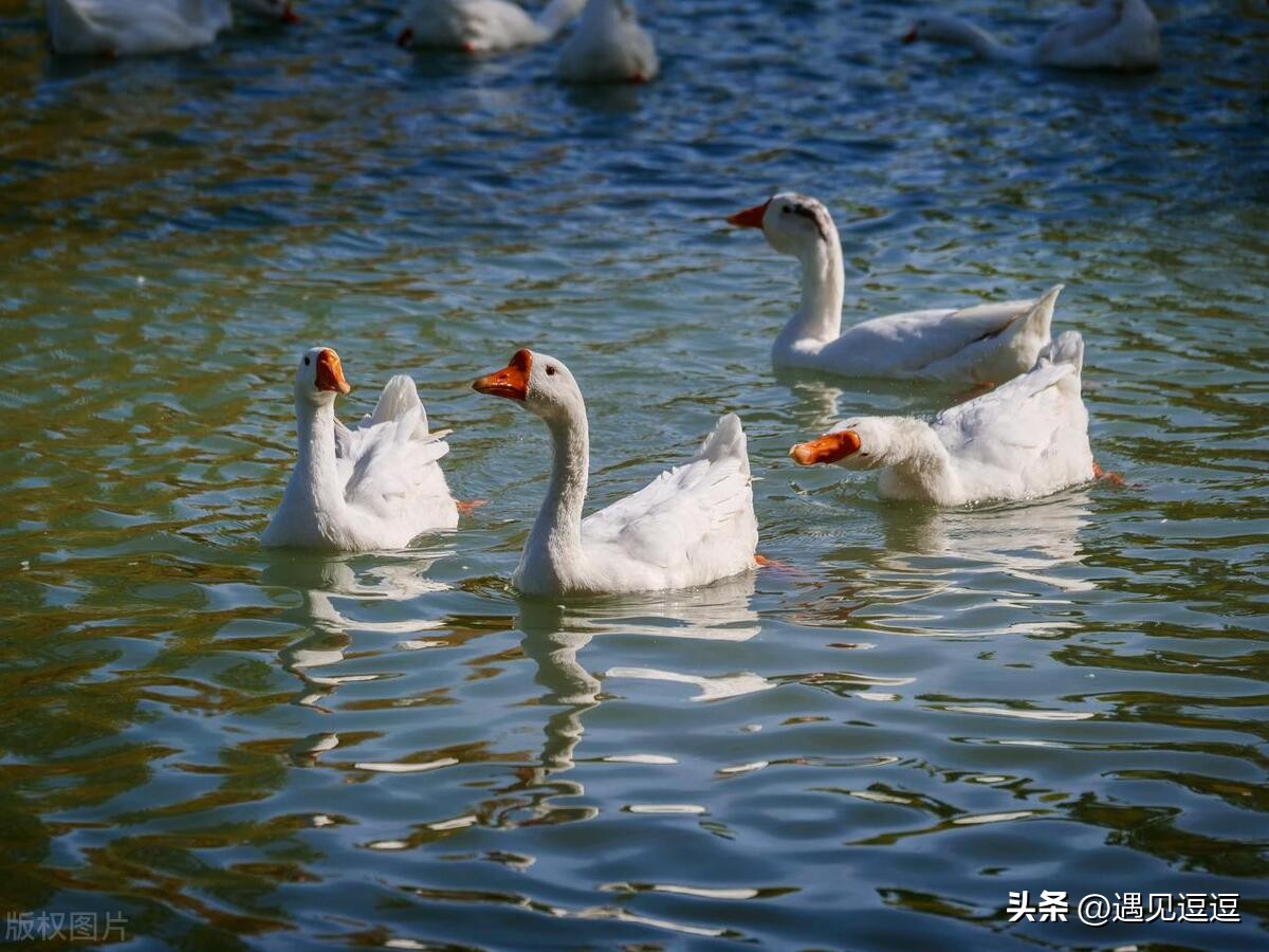 描写动物的诗句古诗25首，童趣又让人惊艳!